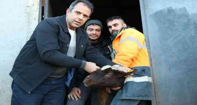 Elazığ’da anaç koyun ve keçi tespit çalışmaları sürüyor