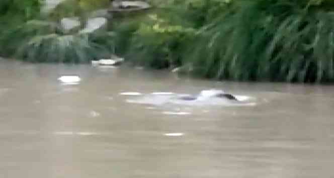 Şırnak’ta nesli tükenme tehlikesi altında olan su samuru görüntülendi