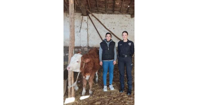 Isparta’da kaybolan hediyelik düveyi polis buldu