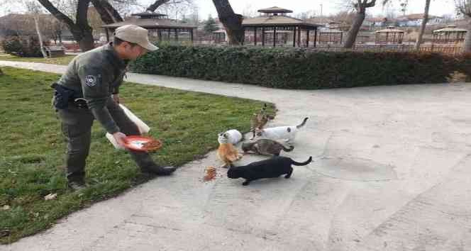 Sokak hayvanlarına HAYDİ ekipleri müdahalesi