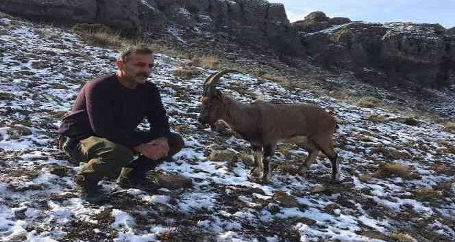Hasta dağ keçisi tedavi edilip doğaya bırakıldı