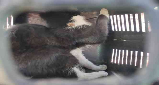 Çatıda mahsur kalan kedi kurtarıldı