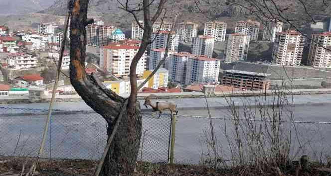 Gümüşhane dağlarının süsü Yaban Keçileri bu kez il merkezine indi