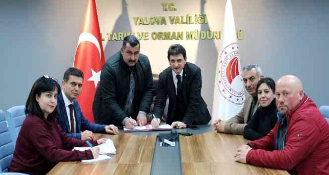 Yalova kıvırcığı koyununda 3. dönem başladı