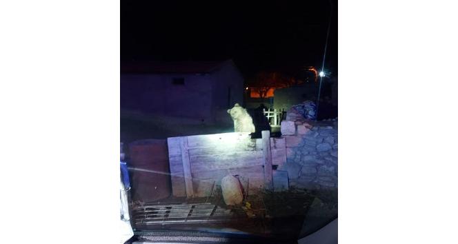 3 gün önce Yozgat’ta görülen gezgin ayı bu sefer Nevşehir’de vatandaşları korkuttu