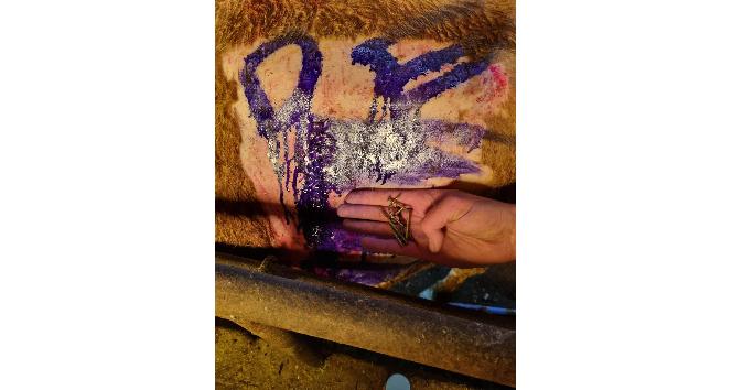 İneğin karnından bir avuç çivi çıktı