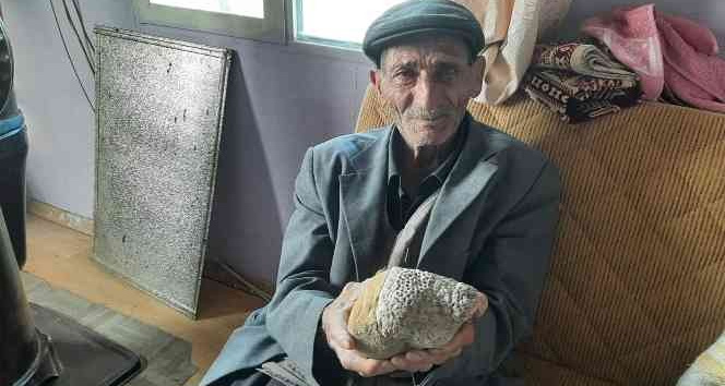 Milyonlarca yıllık arı peteği fosili buldu