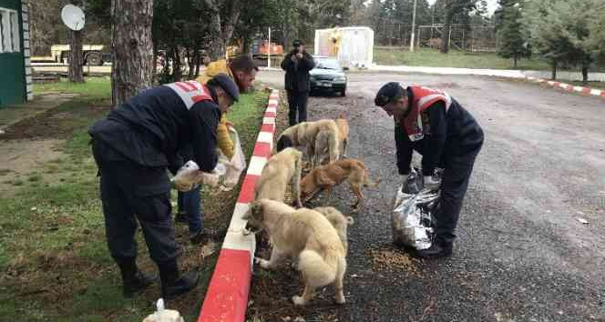 Edirne jandarması sokak hayvanlarını yalnız bırakmadı