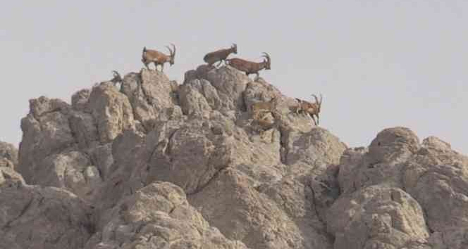 Dağların süsü olan yaban keçisi sürücü dronla görüntülendi