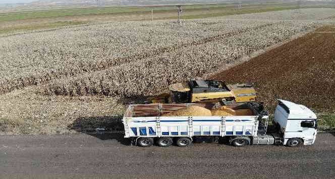 Mardin’de mısırı nem vurdu, ürünün kalitesi düştü