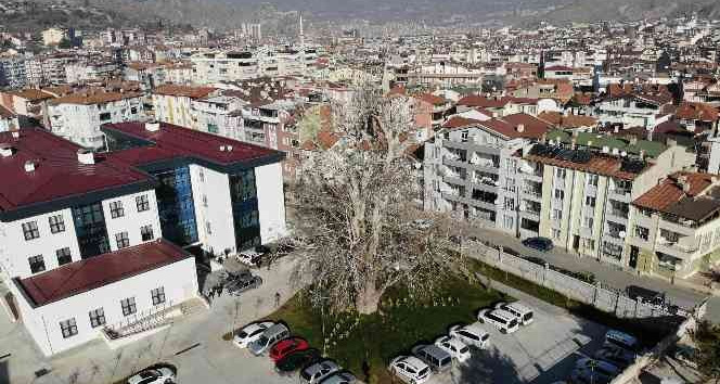 Tokat’ta 5 asırlık çınar ağacı koruma altına alındı