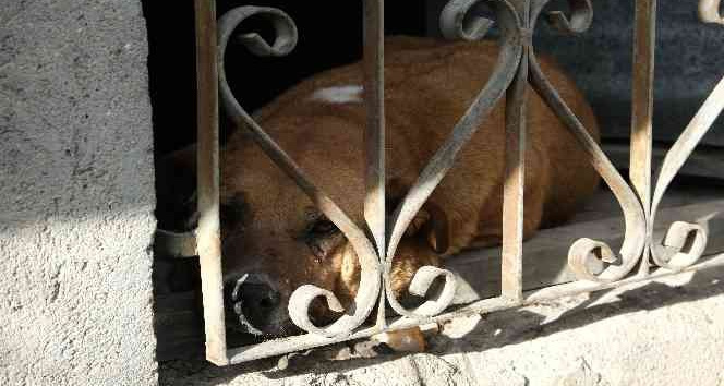 Evin bodrumunda mahsur kalan köpek itfaiye ekiplerince kurtarıldı