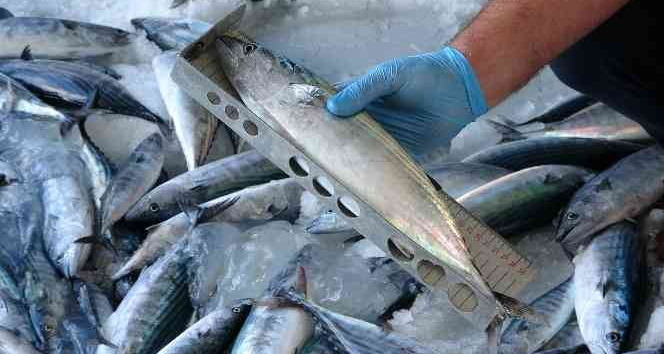 Yılmaz: “Ordu’da sürdürülebilir balıkçılığın sağlaması adına bin 417 denetim yapıldı”