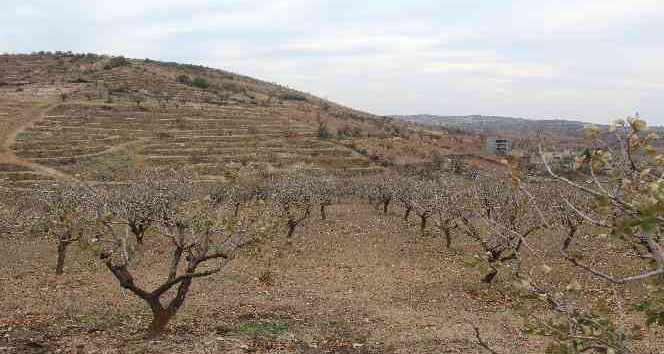Kuraklık baş gösterdi, çiftçilere yağmur duasına çıkın çağrısı