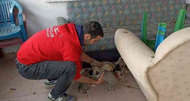 Bingöl’de bakıma ihtiyacı olan anne köpek ve yavruları barınağa götürüldü