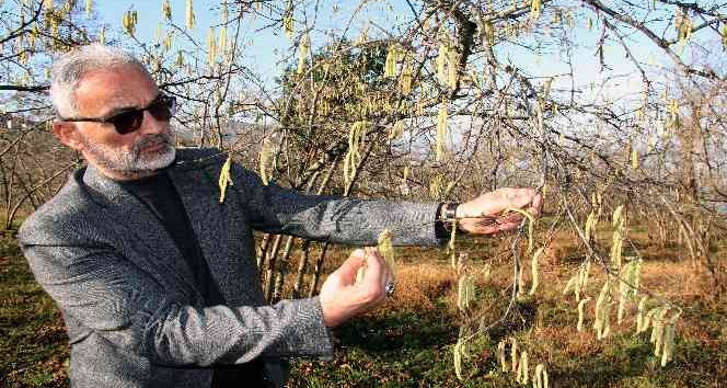 Yalancı bahara aldanan fındık için üreticilere sigorta uyarısı
