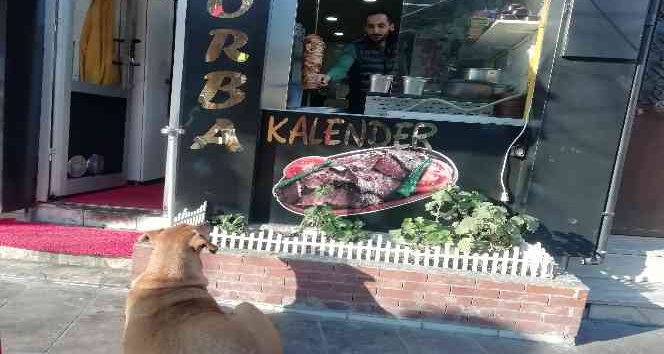 Yemek bekleyen sokak köpeğini geri çevirmediler