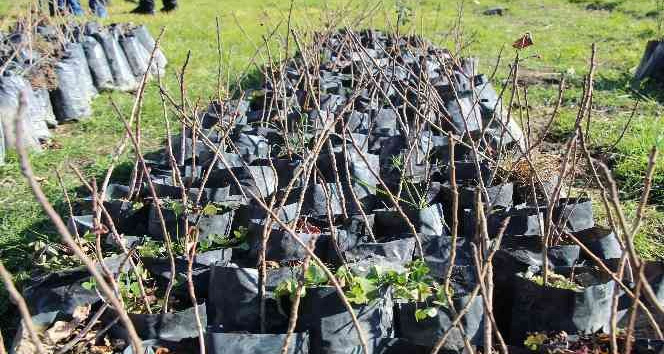 Şırnaklılar huzura kavuştu, atıl durumdaki arazileri değerlendiriyor