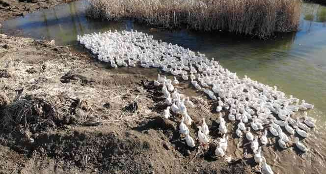 Tokat kazı, Kars kazına rakip olacak
