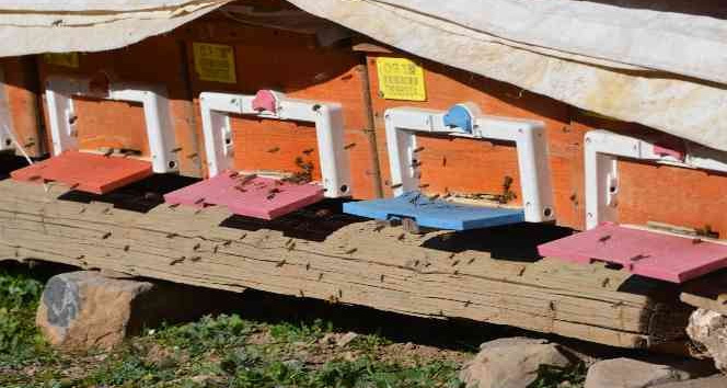 Küresel ısınma arıları da etkiledi