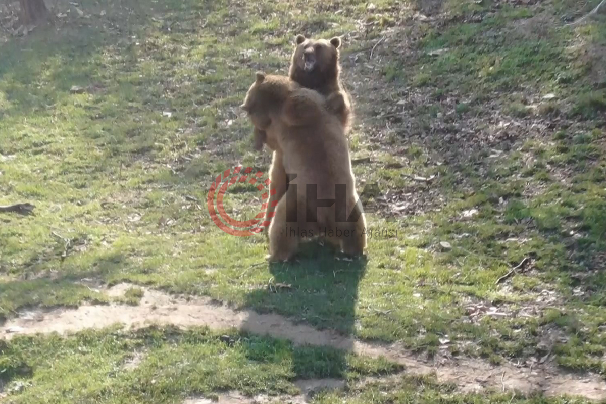 Güzel havayı gören ayılar güreşe tutundu