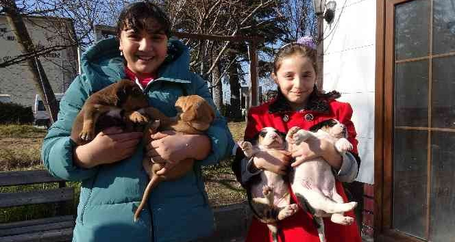 Yavruları ile taksi durağına sığınan köpeğe sahip çıktılar