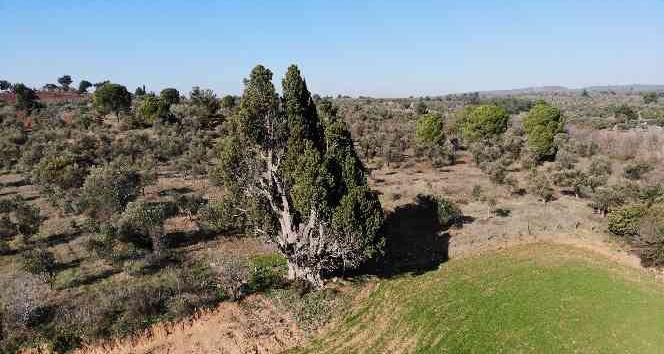 (Özel) 2 bin 500 yıllık olduğu öne sürülen dev selvi ağacının tescillenmesini istiyorlar