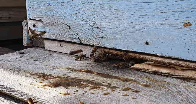 Gümüşhane’de kuraklık arıların dengesini değiştirdi