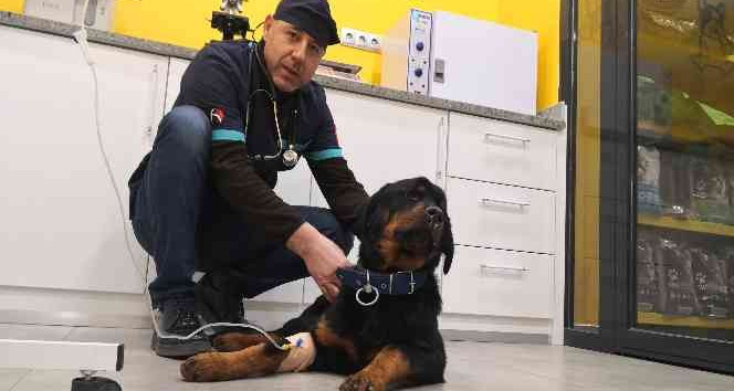 Türkiye’de 13 milyon civarında kedi ve köpek, 200’ün üzerinde bulaşıcı hastalık var