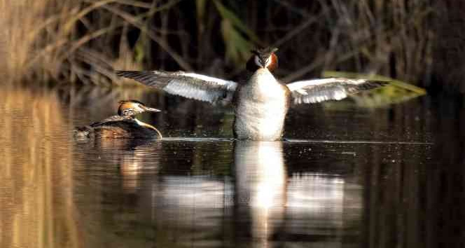 Kuş Cenneti Sultan Sazlığı kendine hayran bırakıyor