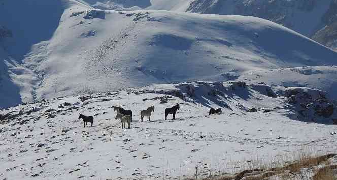 Munzur Dağlarındaki yılkı atları görüntülendi