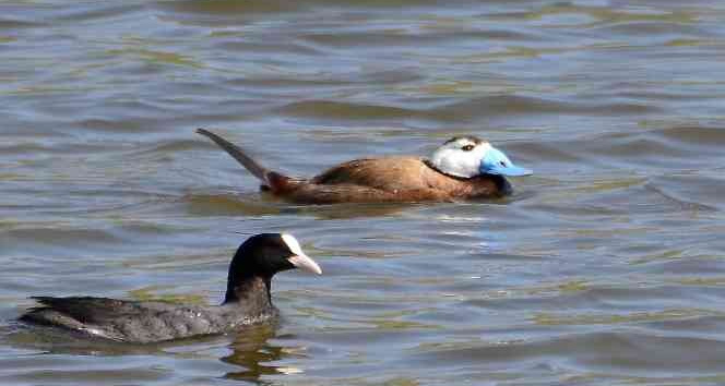 Koruma altındaki kuşlar Hersek Lagünü’nde