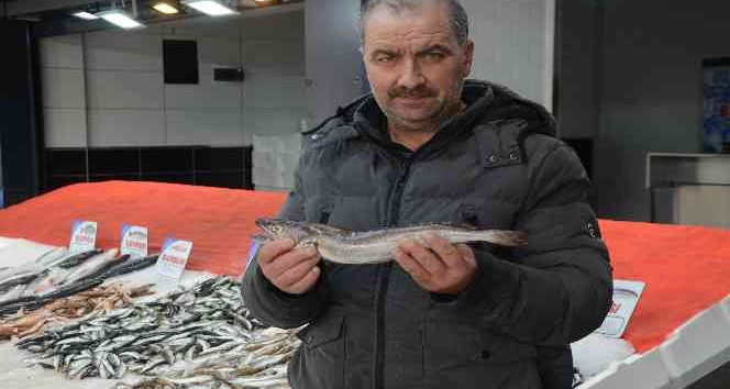 Karadeniz’de çıkmayan balık, yolunu şaşırıp Ordu’ya kadar geldi