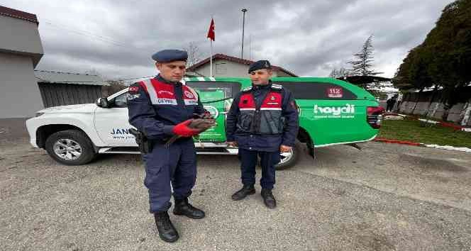 Yaralı doğana jandarma şefkati