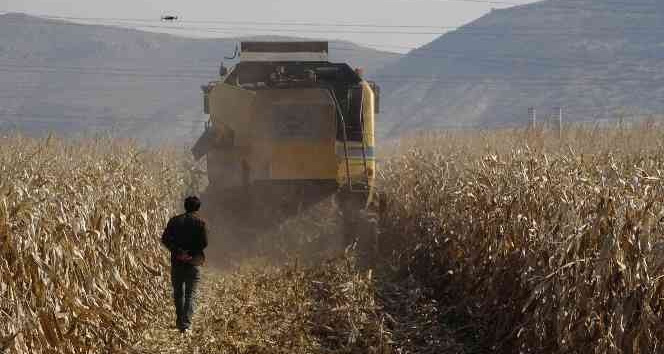 Mardin’de kuraklık rekolteyi yüzde 50 oranında düşürebilir