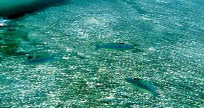 Mevsim normallerinin üzerinde seyreden deniz suyu sıcaklığı, balıkların üreme dönemini saptırdı