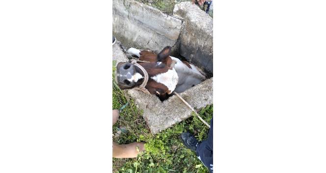 Sulama kanalı çukuruna düşen inek kepçeyle kurtarıldı