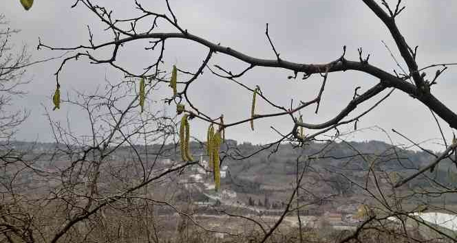 Fındık üreticisi dört gözle kar yağışı bekliyor