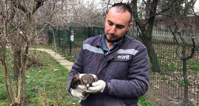 Jandarma ekiplerinin bulduğu yaralı doğan tedavi altında