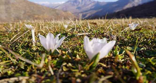 Şırnak’ta 2 metre karın yağdığı bölgeler kardelenlerle beyaza büründü