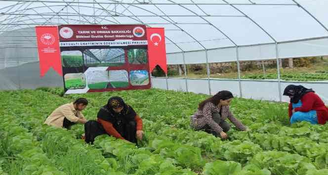 Şırnaklı 14 kadın devlet desteğiyle sera sahibi oldu