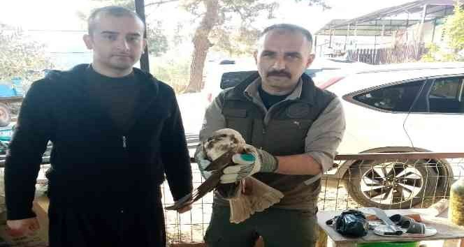 Yaralı bulunan saz delicesi kuşu, tedavi altına alındı