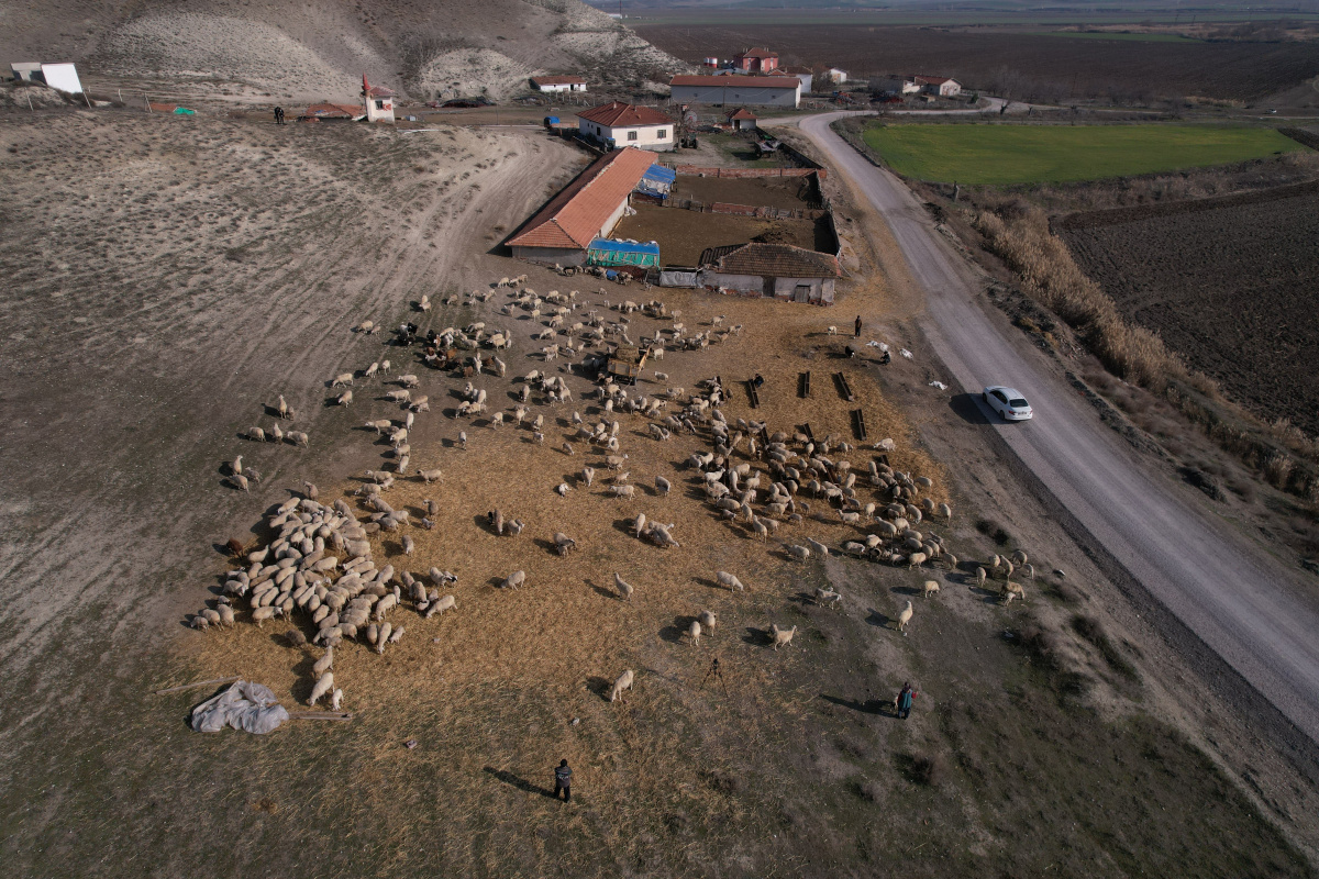 2023’ün ilk kuzuları annelerine kavuştu