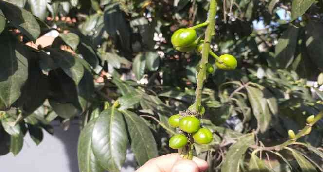 Ordu’da kış ortasında ‘karayemiş’ meyve verdi