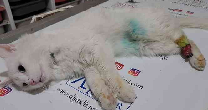 Arka patisi simetrik şekilde kesik bulunan kedi tedavi altına alındı