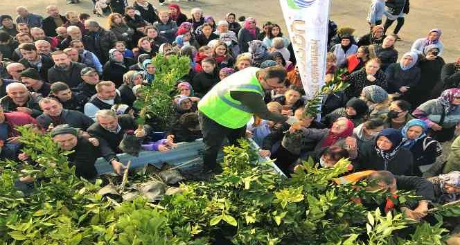 Altınordu Belediyesi 341 bin fidanı toprakla buluşturdu