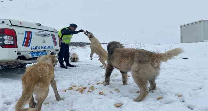 Tunceli’de jandarmadan sokak hayvanlarına mama ve su desteği