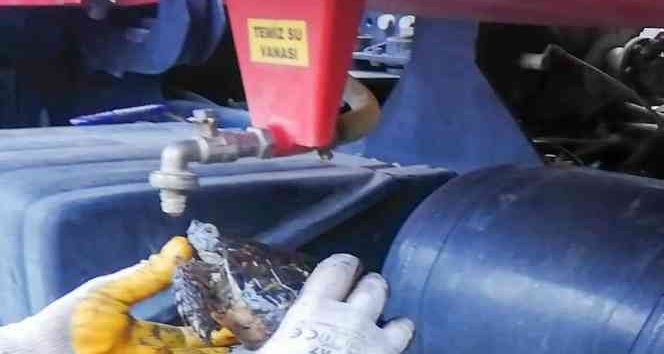 Yangından etkilenen kaplumbağaya ekiplerden can suyu