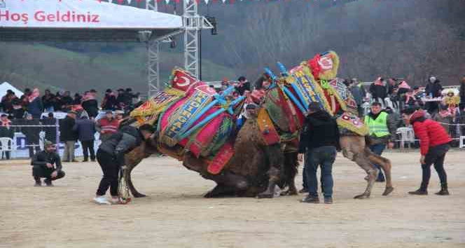 Çan Geleneksel Folklorik Deve Güreşi Festivali düzenlendi