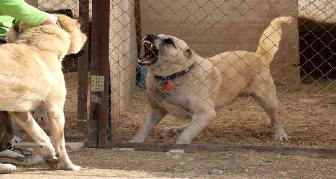 O iddialara uzmanından yanıt: "Kanlı canlı beslenen kangallar daha vahşi ve hareketli"